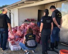 Polícia Civil e Cidasc apreendem 3 toneladas de carne suína em abatedouro clandestino em Braço do Norte — Foto: PCSC