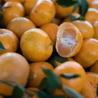 Na verdade, a maioria pode ser chamada de tangerina. A exceção fica por conta da murcote, que é a menos parecida entre elas.