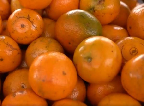 Murcote é um tangor, um tipo de híbrido de tangerina e laranja .