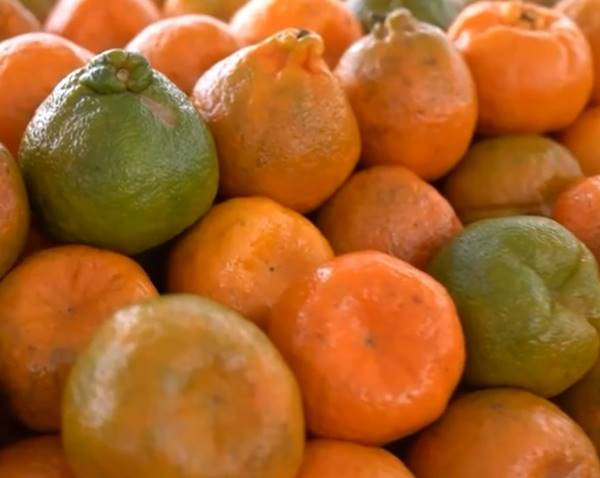 Ponkan é a tangerina mais popular entre os brasileiros