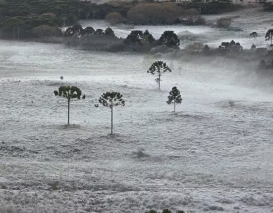 Geada em São Joaquim, na Serra de Santa Catarina, em maio — Foto: Mycchel Legnaghi/Arquivo Pessoal