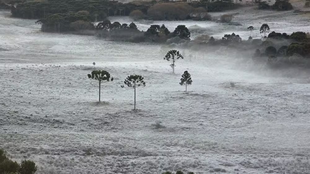 Geada em São Joaquim, na Serra de Santa Catarina, em maio — Foto: Mycchel Legnaghi/Arquivo Pessoal