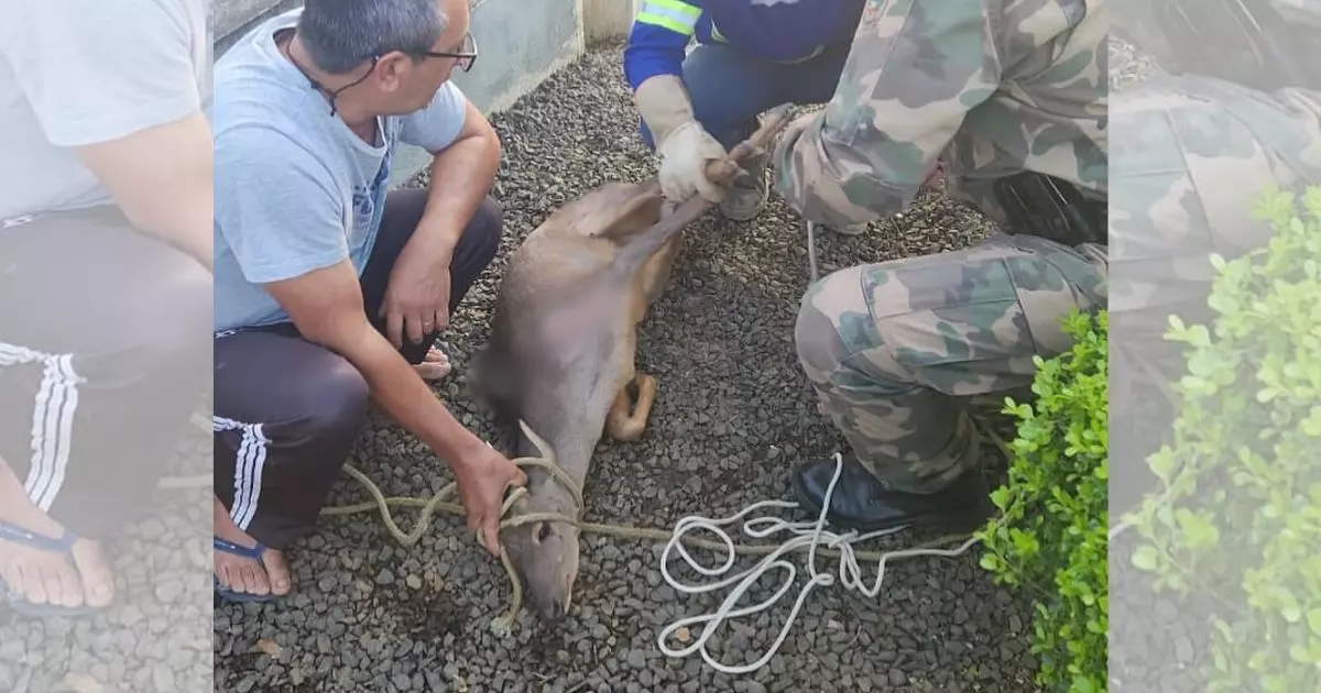 Cervo com diversas escoriações é resgatado pela Polícia Ambiental – Foto: PMA Canoinhas/Divulgação/Demais FM.