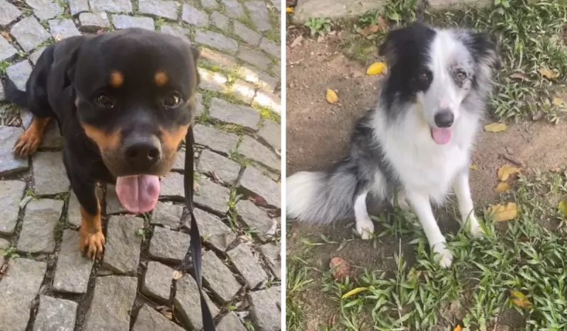 Romeu (à esquerda) e Shakira (direita) foram envenenados. Ator afirma que suspeita é de que cães tenham comido carne com chumbinho – Foto: Instagram @cauareymond/Reprodução/ND