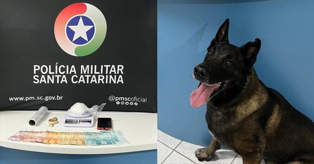 Divulgação/PM de Mafra
