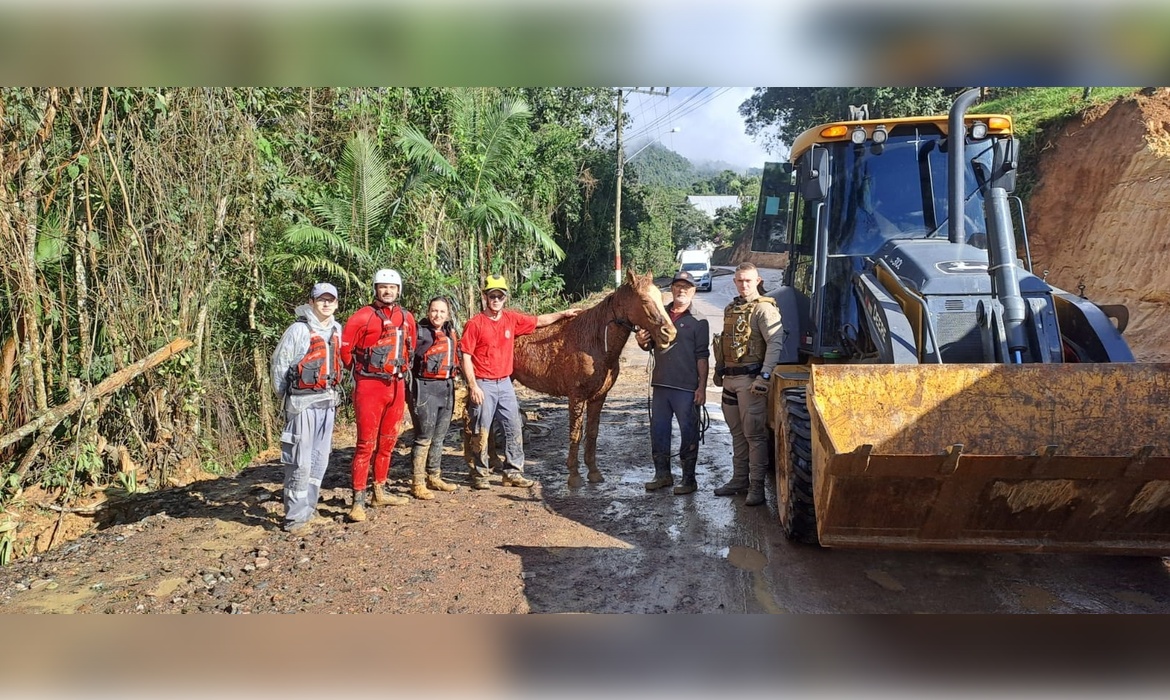 Bombeiros resgatam cavalo preso em galhos às margens do rio após enchente em Vitor Meireles