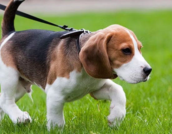 Deputados da ALESC aprovam lei que proíbe cães soltos em vias públicas de Santa Catarina
